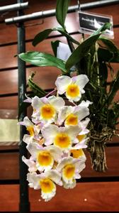Dendrobium farmeri