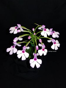 Cynorkis angustipetala