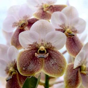 Vanda sanderiana