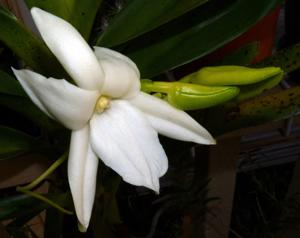 Angraecum sororium