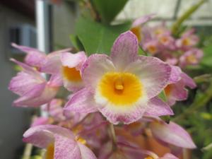 Dendrobium farmeri