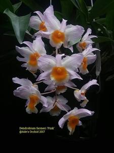 Dendrobium farmeri