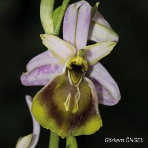 Ophrys sphegodes subsp. lycia