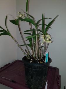 Dendrobium gracilicaule var. howeanum