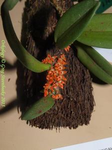 Bulbophyllum schillerianum
