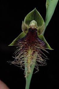 Calochilus paludosus
