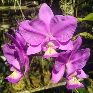 Cattleya nobilior