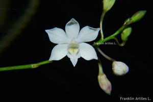 Caularthron bilamellatum