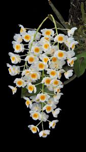 Dendrobium farmeri