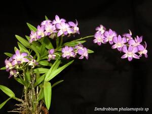 Dendrobium bigibbum var. superbum