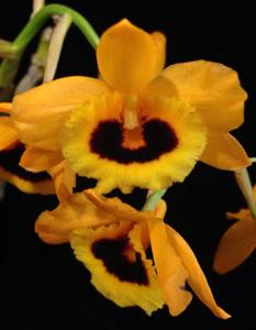 Dendrobium chryseum