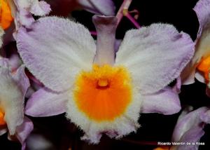 Dendrobium farmeri