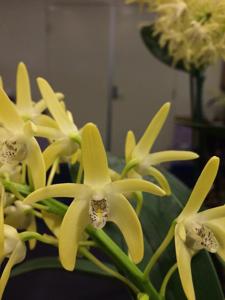 Dendrobium speciosum