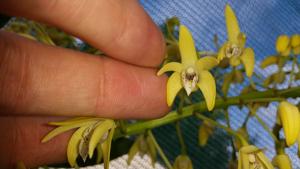 Dendrobium speciosum var. capricornicum
