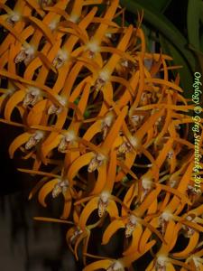 Dendrobium speciosum var. grandiflorum