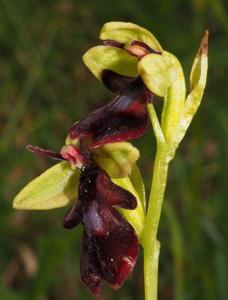 Ophrys insectifera