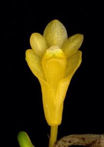 Dendrobium subclausum var. pandanicola