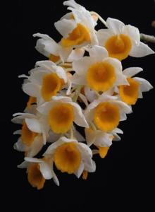 Dendrobium thyrsiflorum