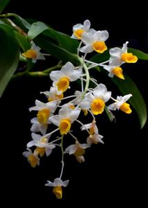 Dendrobium thyrsiflorum