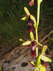 Ophrys insectifera