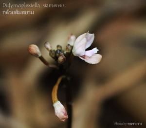 Didymoplexiella siamensis