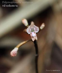 Didymoplexiella siamensis