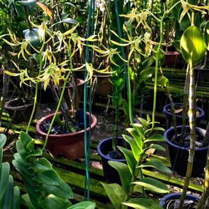Dendrobium macranthum