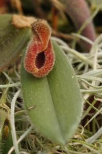 Dresslerella caesariata