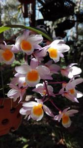 Dendrobium farmeri