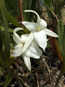 Angraecum sororium