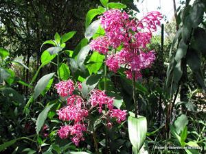 Epidendrum porphyreum
