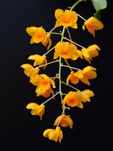 Dendrobium farmeri