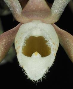 Thrixspermum conigerum