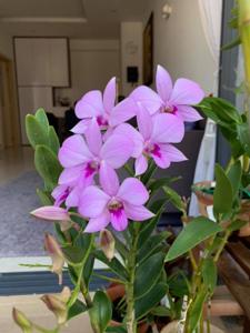 Dendrobium bigibbum var. schroederianum
