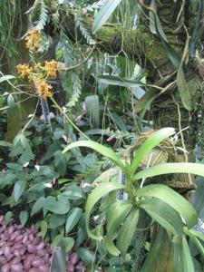 Pomatocalpa maculosum