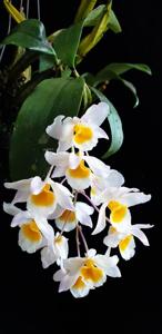 Dendrobium farmeri