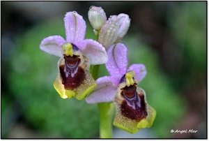 Ophrys tenthredinifera