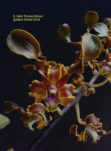 Dendrobium helix
