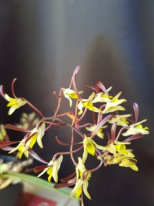 Dendrobium carronii