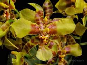 Rossioglossum schlieperianum