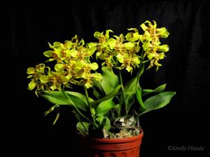 Rossioglossum schlieperianum