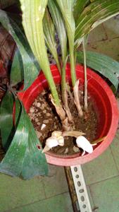 Acanthophippium striatum