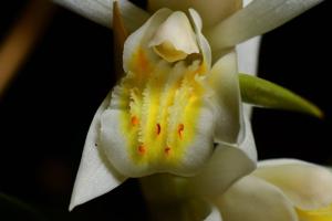 Coelogyne cumingii