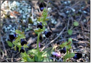 Ophrys fusca subsp. durieui