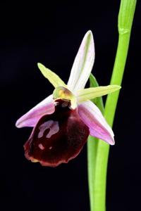 Ophrys ferrum-equinum