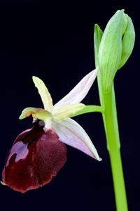 Ophrys ferrum-equinum