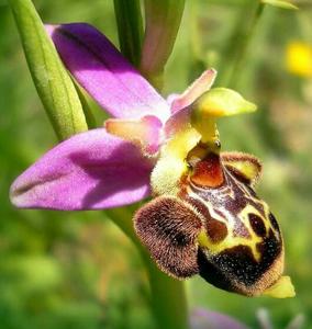 Ophrys fuciflora
