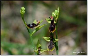 Ophrys insectifera subsp. aymoninii