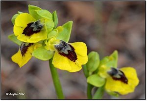 Ophrys lutea