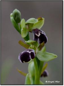 Ophrys omegaifera